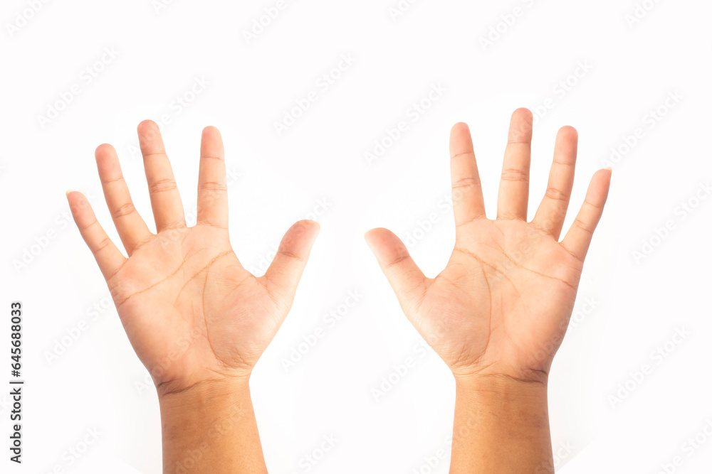 both palms isolated on white background both palms isolated on white background