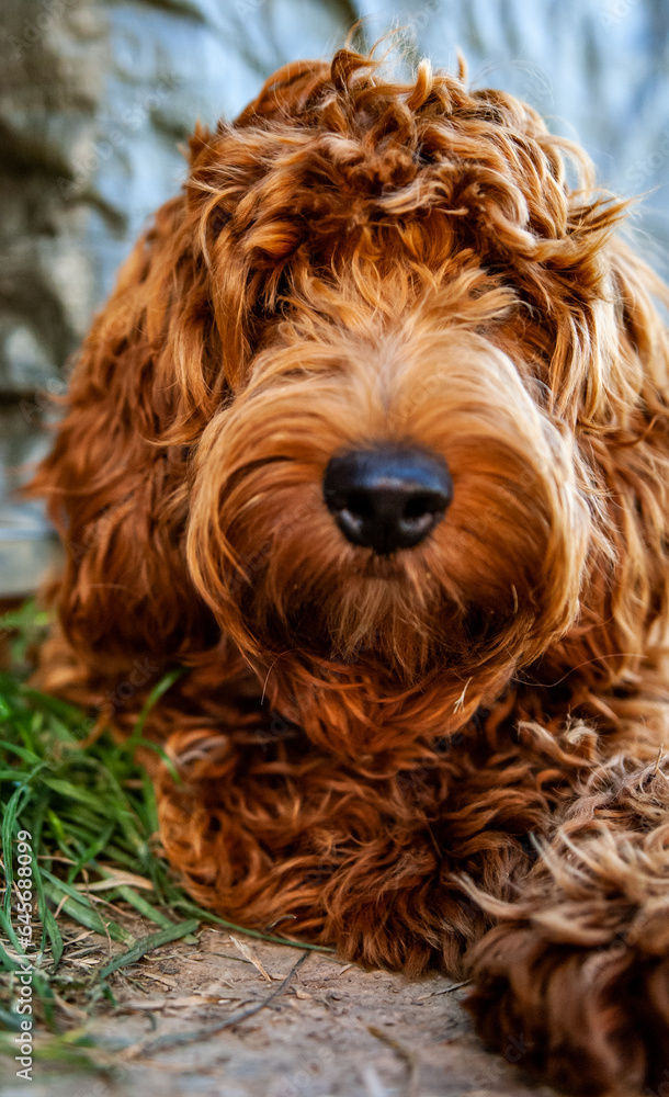 Fototapeta premium Puppies of design breed of dog