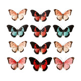 Heliconius butterflies isolated on transparent background