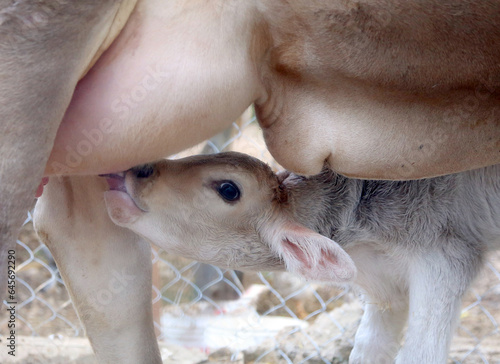 baby cow feeding