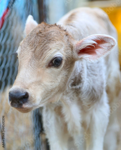 close up of a calf