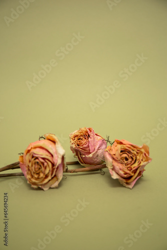 Three dry pink roses on olive color background.