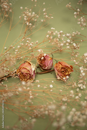Pink dry roses with white little flowers on olive color background