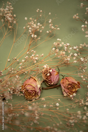 Pink dry roses with white little flowers on olive color background
