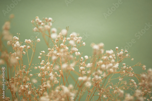 Little white flowers on olive color background.