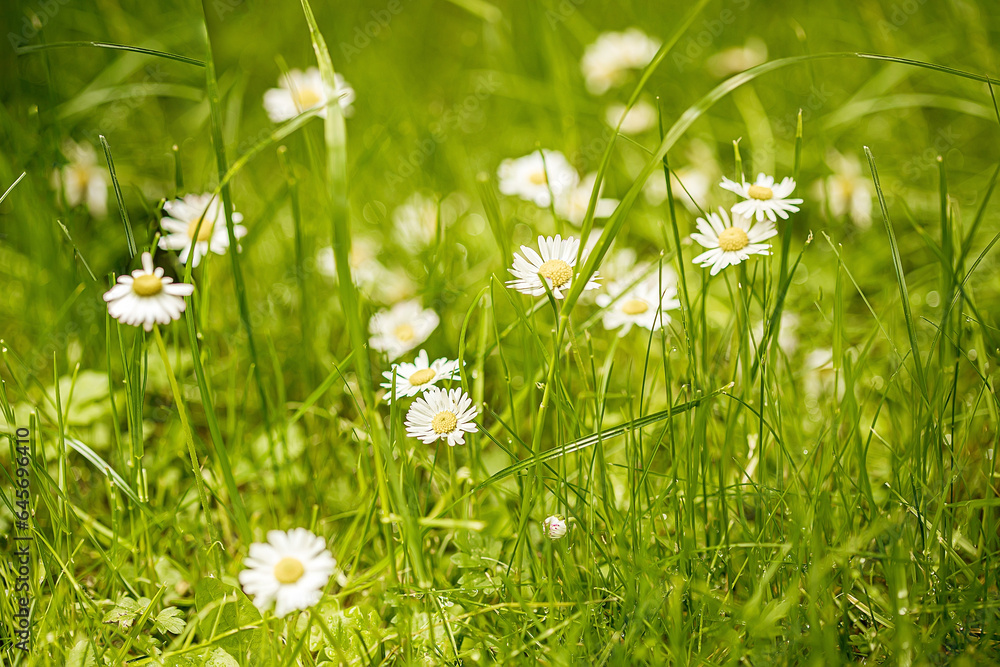 Chamomile flowers field in sun ligh. Chamomile flowers field in sun ligh.