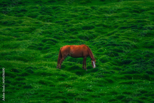 Foto red horse grazes on green swamp hummocks