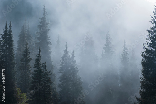Misty landscape , Fog in spruce forest in the mountains.