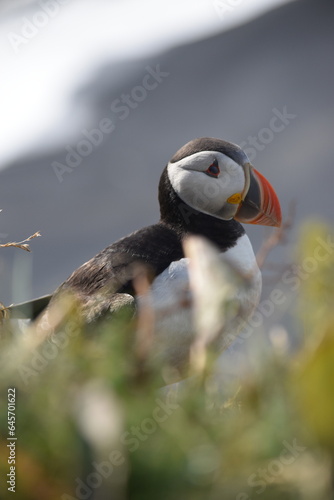 puffin near the sea