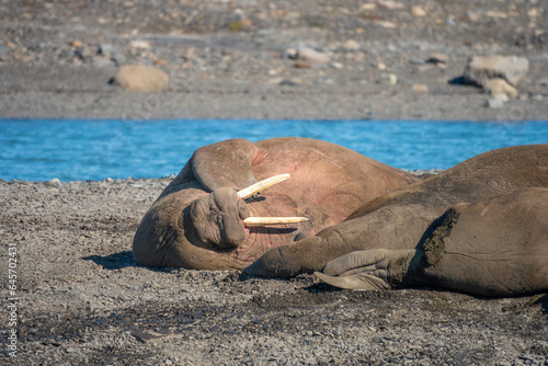 Closeup of a walrus (Odobenus rosmarus) colony on the shores of Isfjorden, Svalvard, Norway. photo