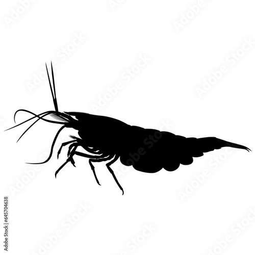 aquarium neocaridina freshwater shrimp atyidae, caridina aquatic animal realistic silhouette