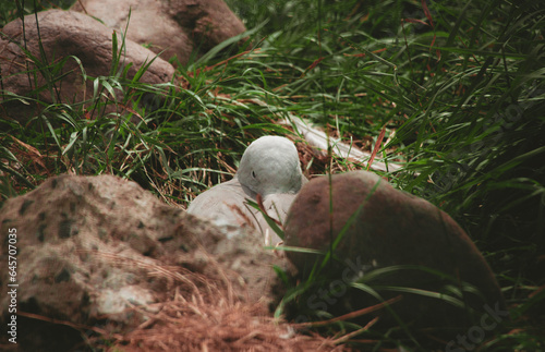 Hiding bird in the grass and between stones