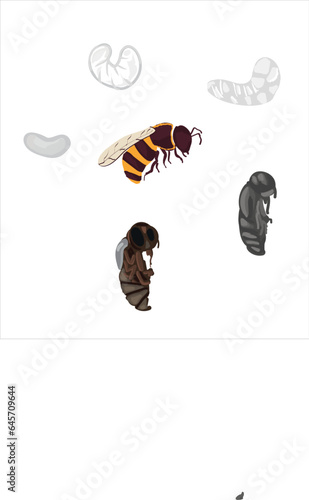 Life cycle of bee vector. Life cycle of bee hand drawing illustration
