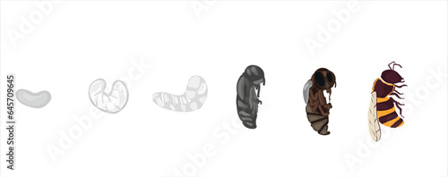 Life cycle of bee vector. Life cycle of bee hand drawing illustration