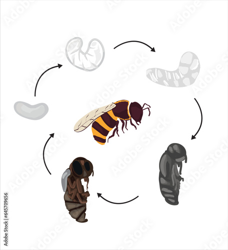 Life cycle of bee vector. Life cycle of bee hand drawing illustration