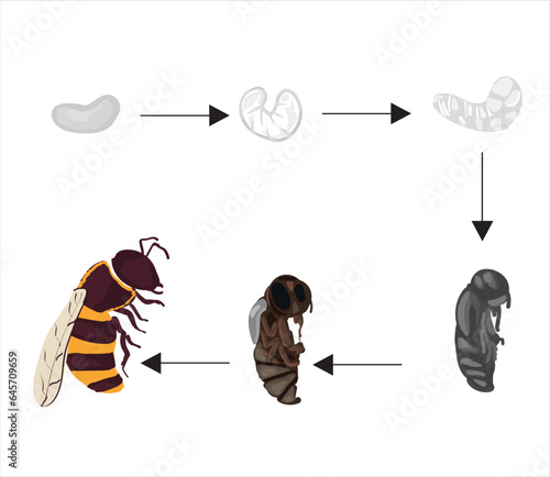 Life cycle of bee vector. Life cycle of bee hand drawing illustration