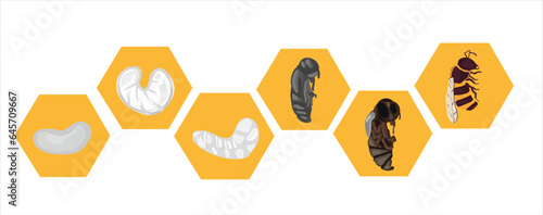 Life cycle of bee vector. Life cycle of bee hand drawing illustration