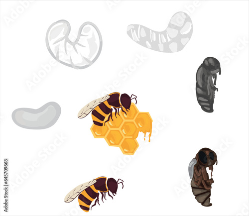 Life cycle of bee vector. Life cycle of bee hand drawing illustration
