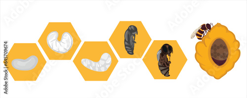 Life cycle of bee vector. Life cycle of bee hand drawing illustration