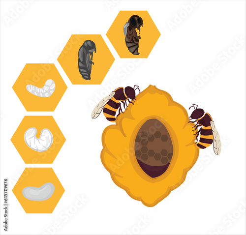 Life cycle of bee vector. Life cycle of bee hand drawing illustration