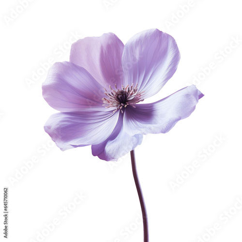 Purple background with a flower transparent background