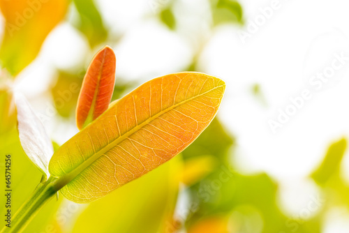A beautiful spring leaf on a tree