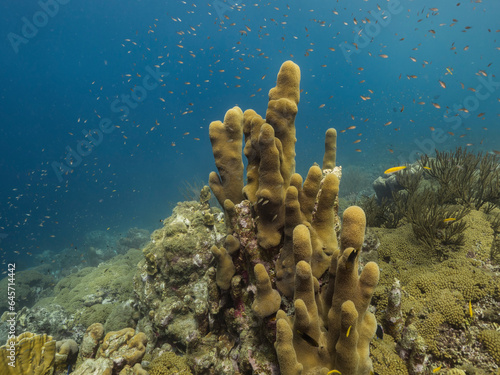 Marine life with coral and sponge in the Caribbean Sea