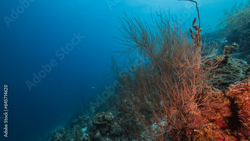 Marine life with coral and sponge in the Caribbean Sea