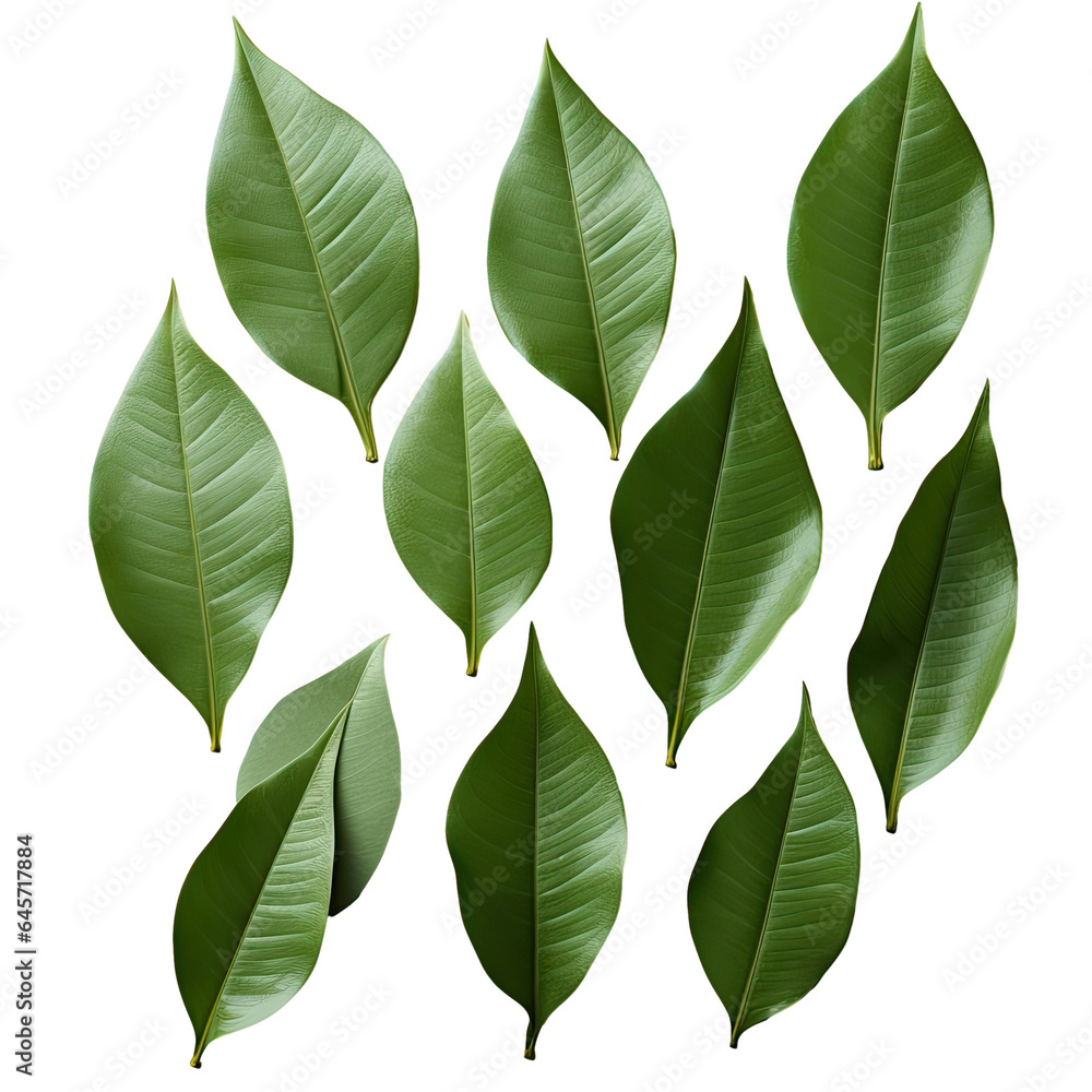 Mango leaves on a transparent background seen from above