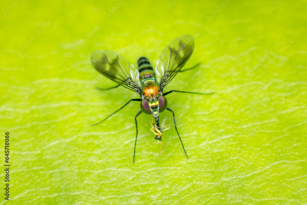 Long-legged fly and its prey on a green leaf with copy space Long-legged fly and its prey on a green leaf with copy space