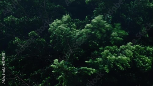 Close up of a tree blowing in the winds of a hurricane or tropical storm.