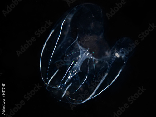 Comb Jellyfish at Night, Rippenqualle in der Nacht