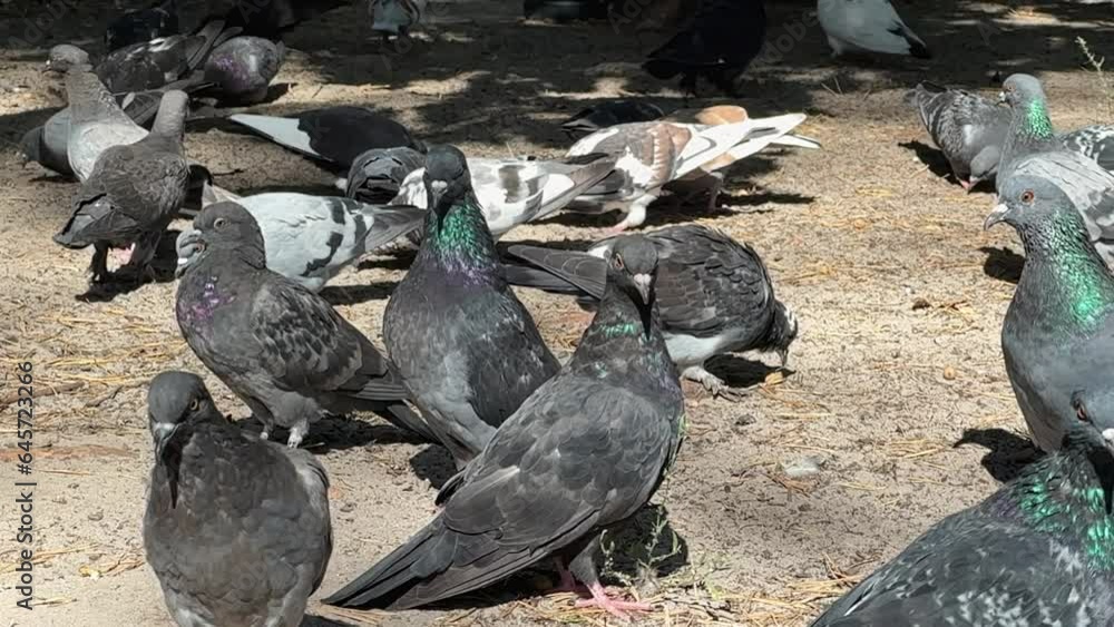 Gray urban common pigeons in the park close-up Gray urban common pigeons in the park close-up