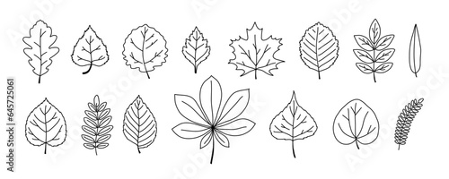 Leaves of different trees set. Doodle outline forest fall leaf oak, maple, elm, birch, rowan, willow.