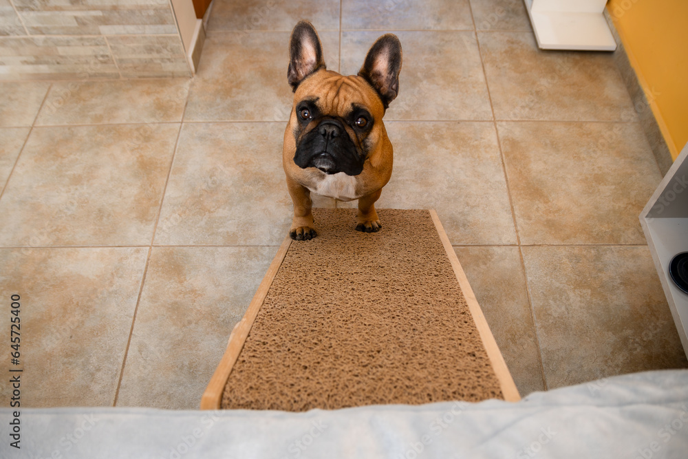 French bulldog climbing the ramp to the bed. Safe for back health in a small dog. Stock Photo