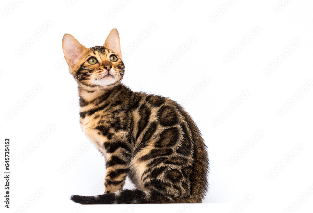 tabby bengal cat looking at white background tabby bengal cat looking at white background