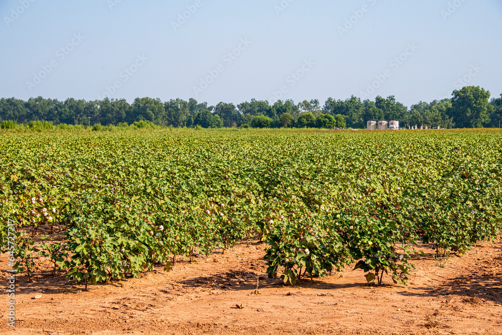 Cotton Growing in North Louisiana
