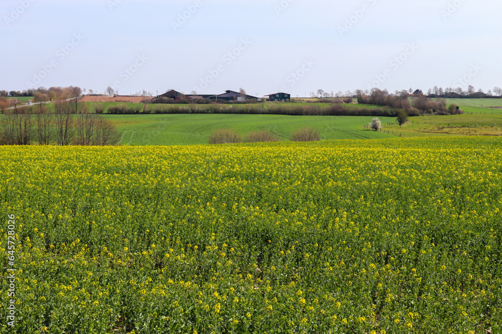 View of an agriculturally used field with green grass.