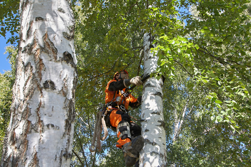 Tree Surgeon. Tree removal, Birch removal.