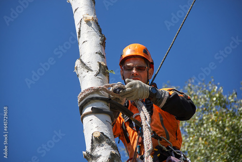 Tree Surgeon. Tree removal, Birch removal. © poto8313