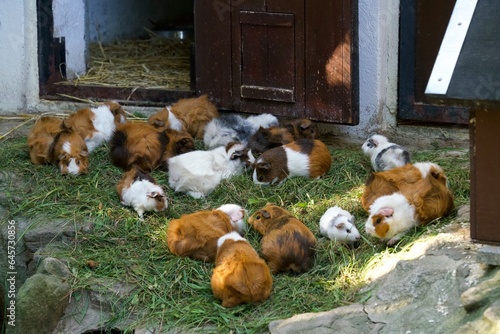 meerschweinchen
