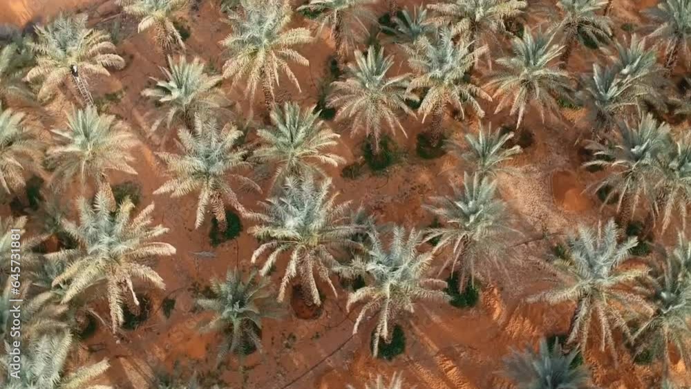 aerial view of palm plantations in Morocco aerial view of palm plantations in Morocco