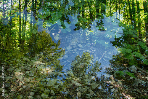 Fototapeta Naklejka Na Ścianę i Meble -  Abstract forest overlay footage in one frame