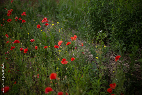 Red poppy flowers in a poppy field