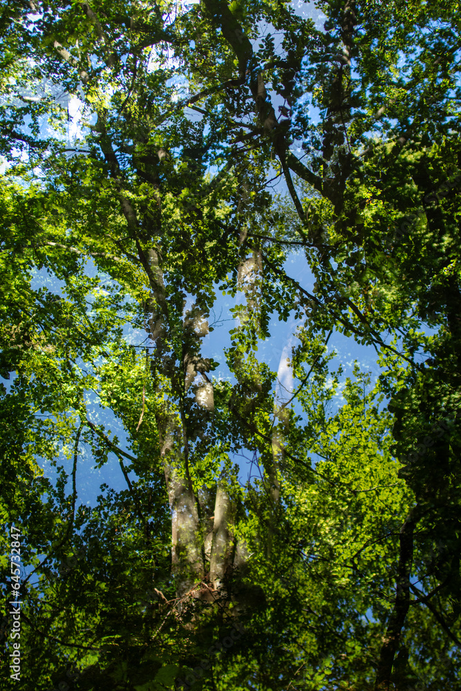 Fototapeta premium Abstract forest overlay footage in one frame