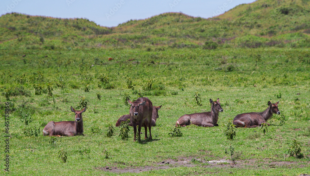 Waterbucks in the savannah Waterbucks in the savannah