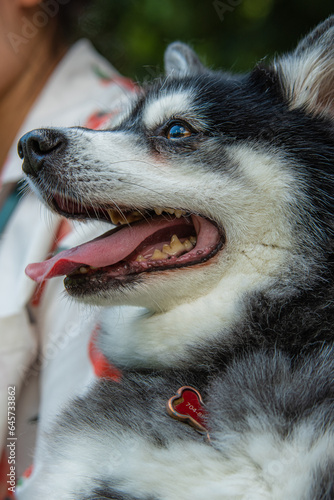 siberian husky dog happy moments