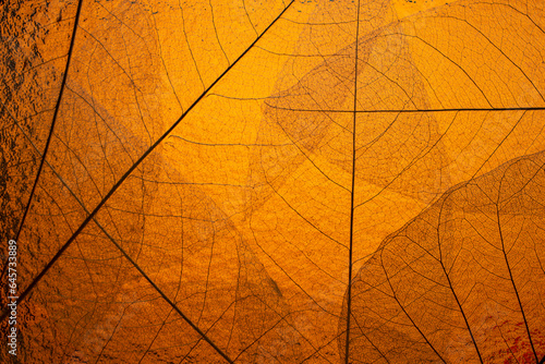 Close up of fiber structure of dry leaves texture background. Cell patterns of Skeletons leaves, Leaf vein on orange brown  background for creative banner design