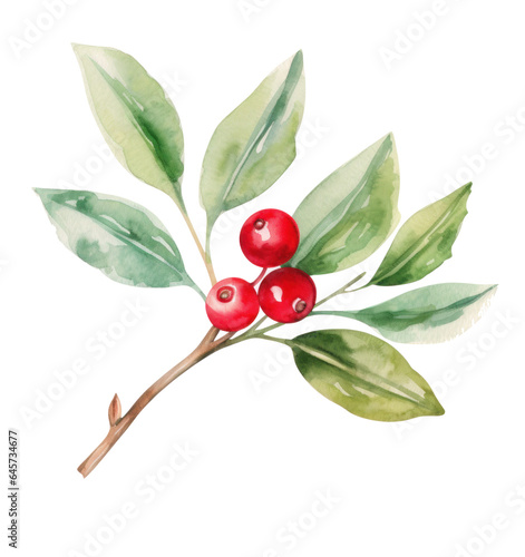Watercolor holly bud