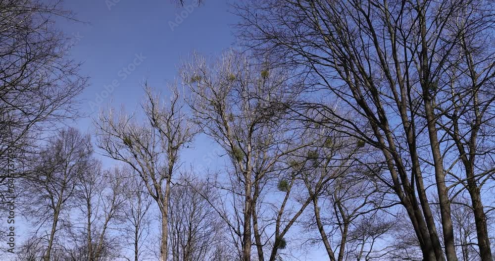 Bare trees in sunny spring weather, bare deciduous trees without foliage on a bright sunny day in spring Bare trees in sunny spring weather, bare deciduous trees without foliage on a bright sunny day in spring